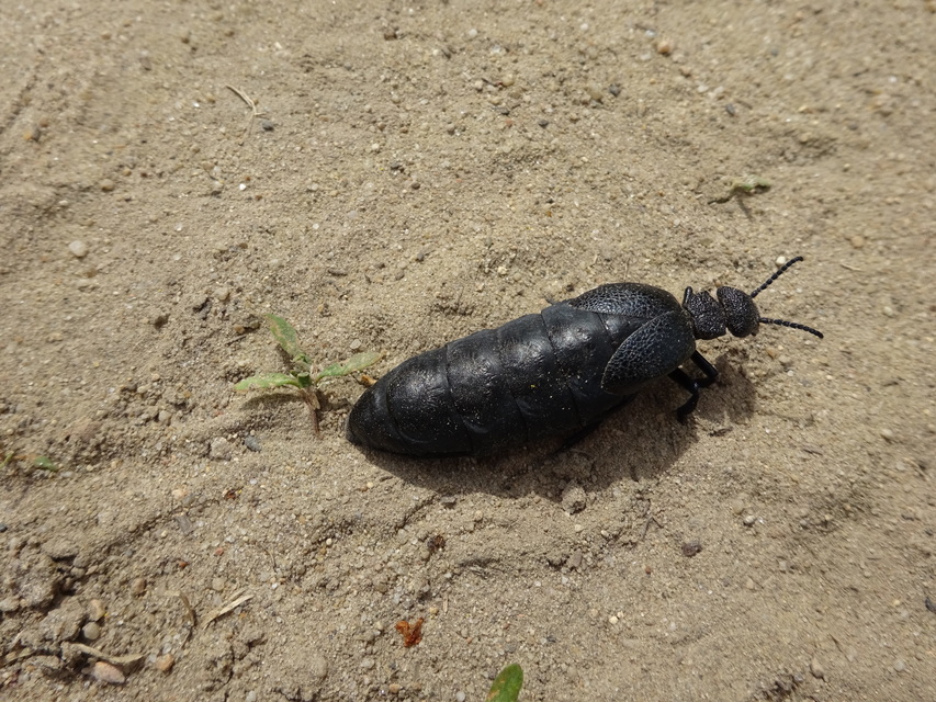 Meloe cicatricosus - óriásnünüke