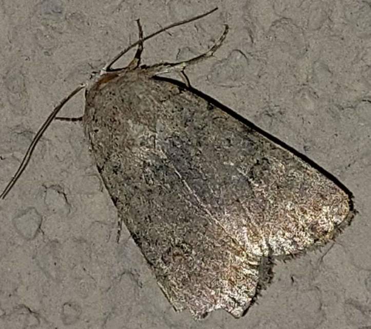 Platyperigea kadenii - kétfoltos selymesbagoly