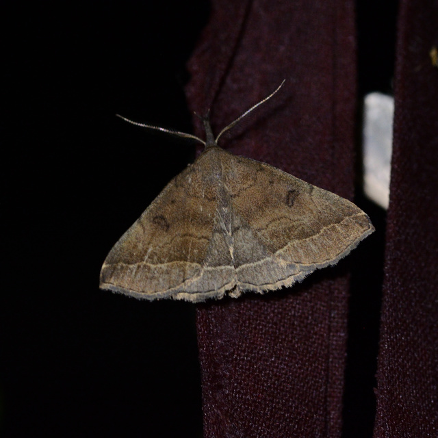Pechipogo plumigeralis - tollascsápú karcsúbagoly