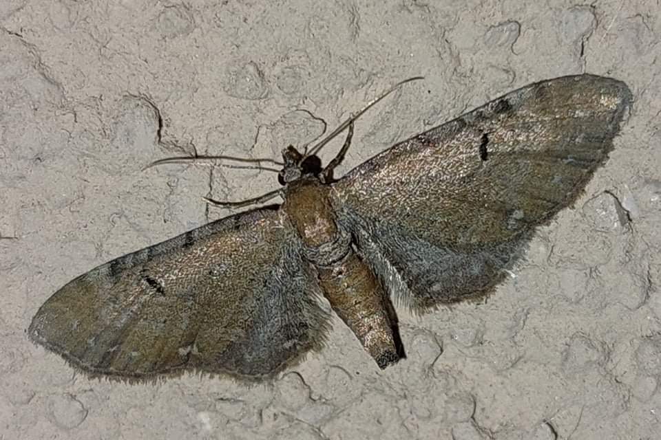Eupithecia absinthiata - üröm-törpearaszoló