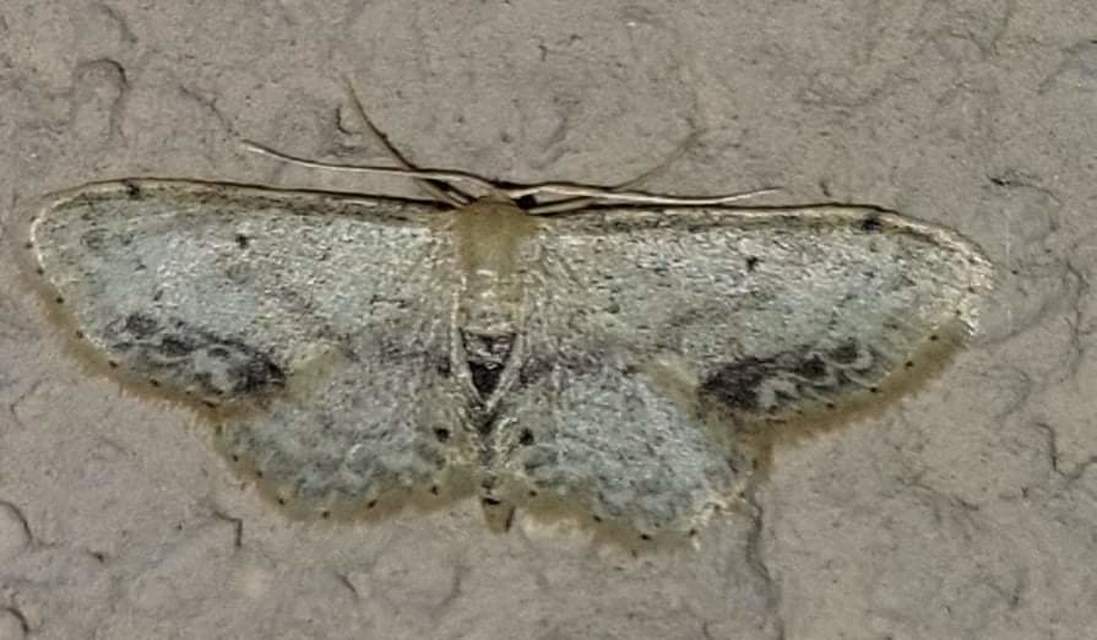 Idaea dimidiata - gyakori apróaraszoló