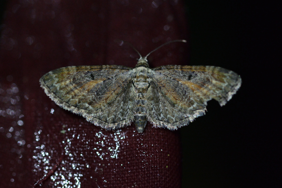 Eupithecia icterata - rozsdafoltos törpearaszoló
