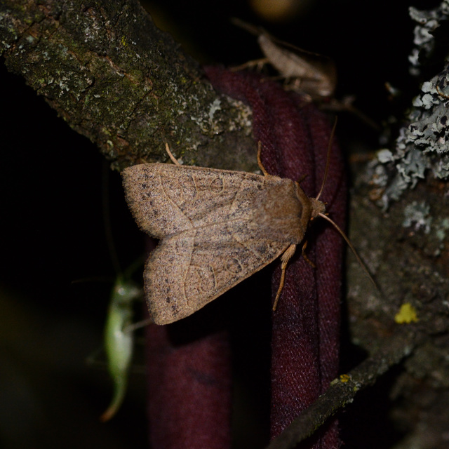 Mesogona acetosellae - madársóskabagoly
