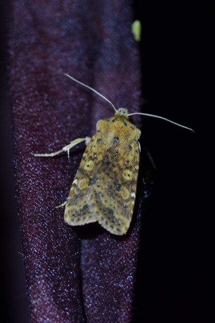 Conistra rubiginea - vörös őszibagoly