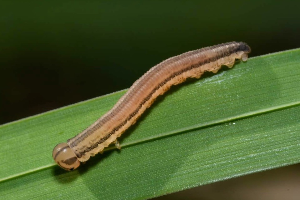 Tenthredopsis