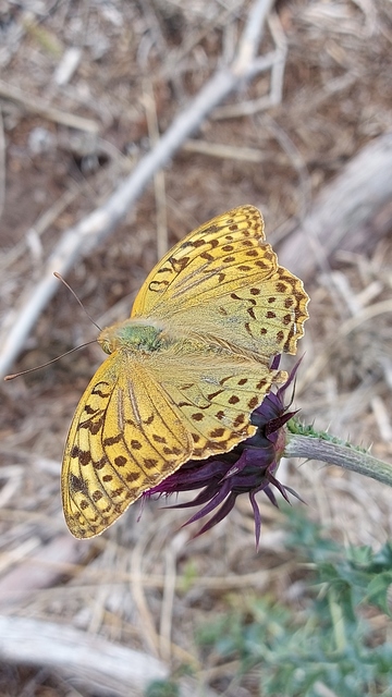 Argynnis pandora - zöldes gyöngyházlepke