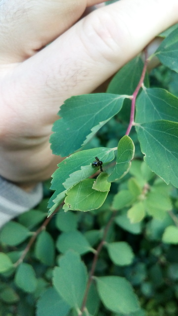 Synema globosum - fekete-sárga karolópók
