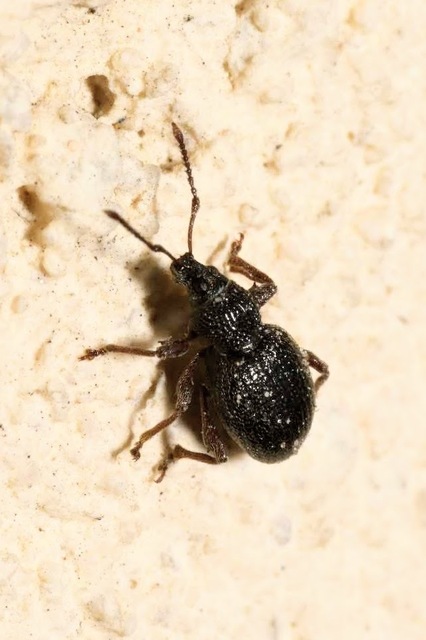 Otiorhynchus ovatus - apró gyalogormányos