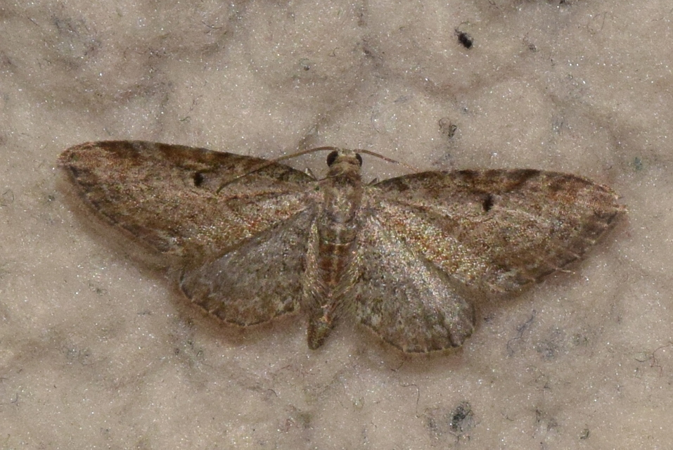Eupithecia tenuiata - sötétszegélyű törpearaszoló