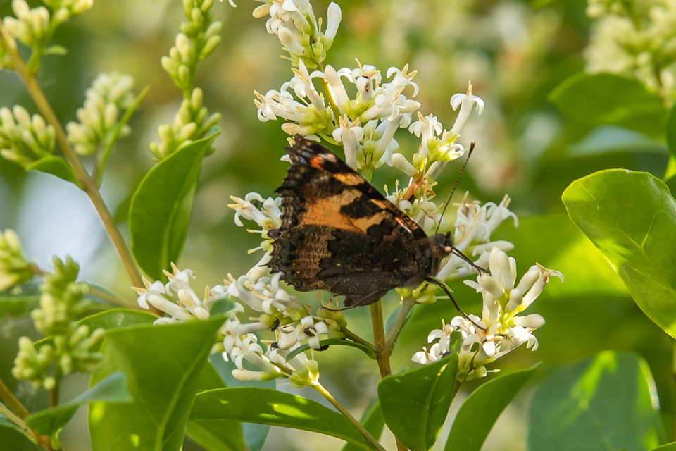 Nymphalis urticae - kis rókalepke