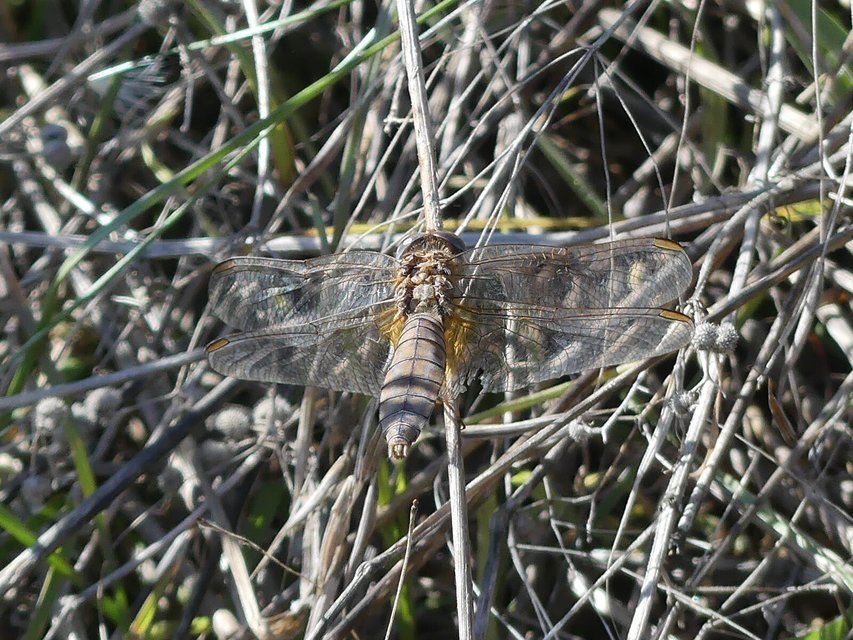 Crocothemis erythraea - skarlát szitakötő