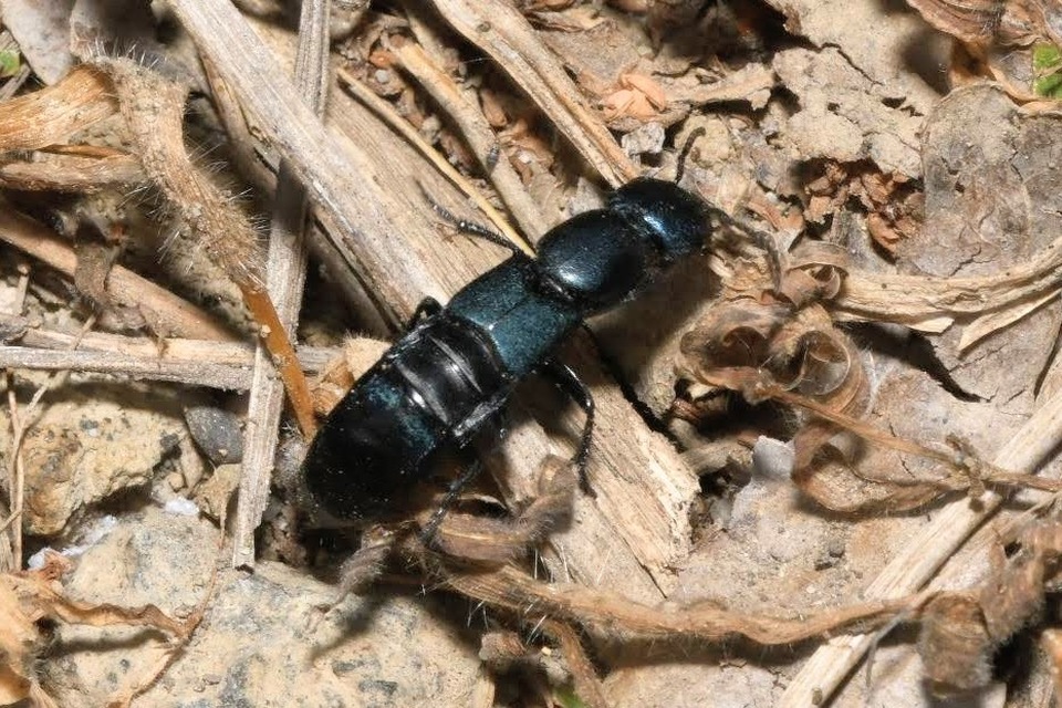 Ocypus ophthalmicus - kék holyva