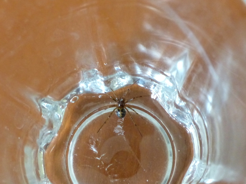 Steatoda triangulosa - háromszöges faggyúpók