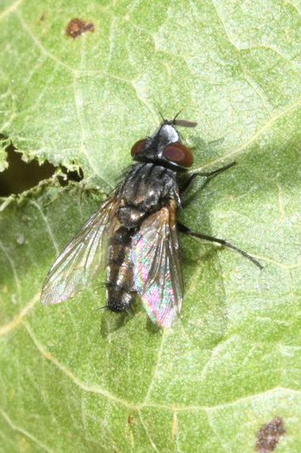 Metopia argentata