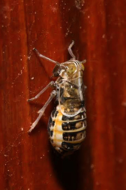 Delphacidae - sarkantyús kabócák