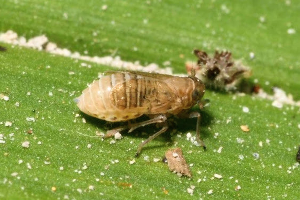 Delphacidae - sarkantyús kabócák