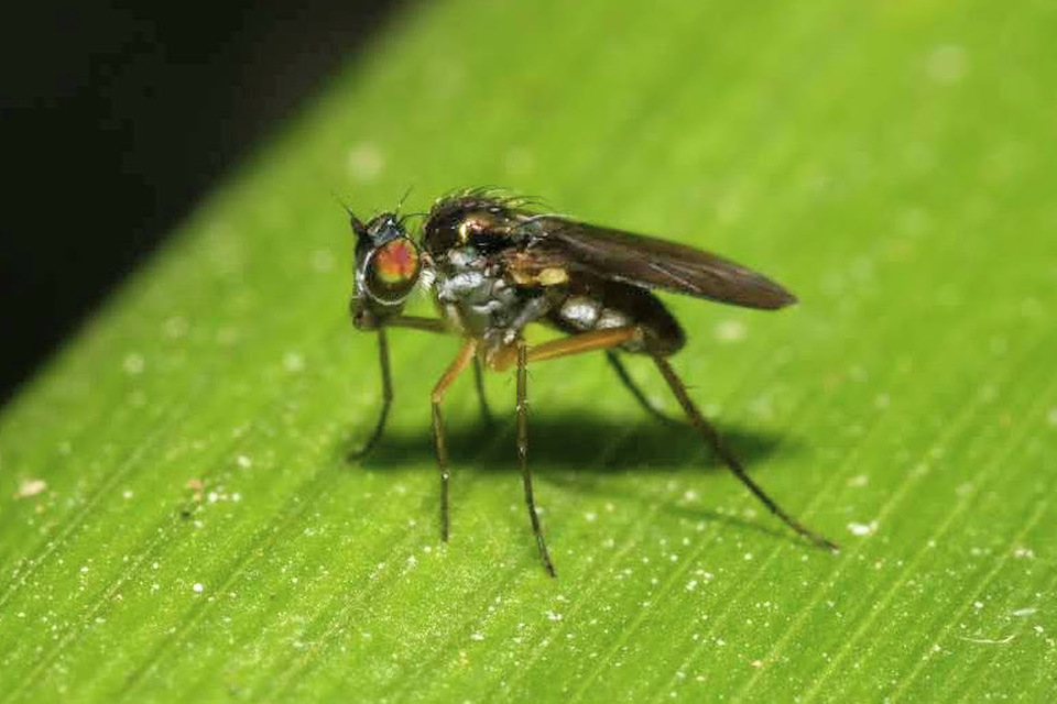 Dolichopodidae - szúnyoglábú legyek