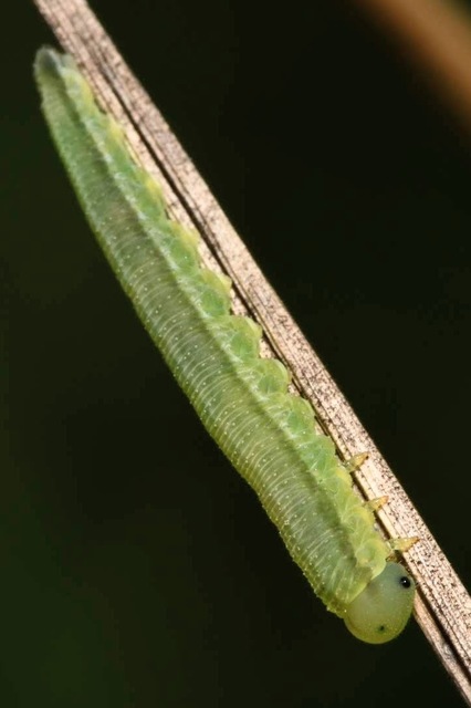 Tenthredinidae - valódi levéldarazsak