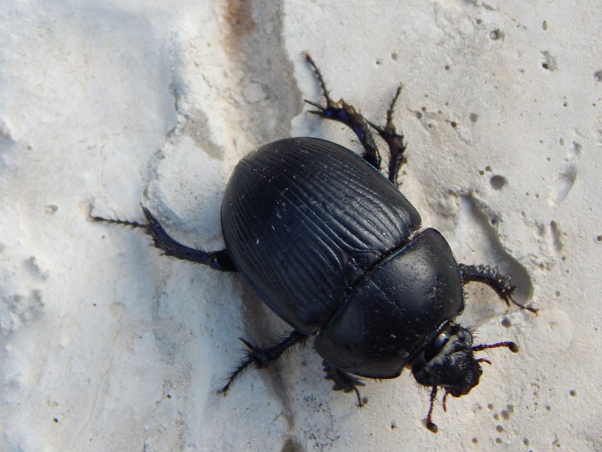 Geotrupes spiniger - közönséges álganéjtúró