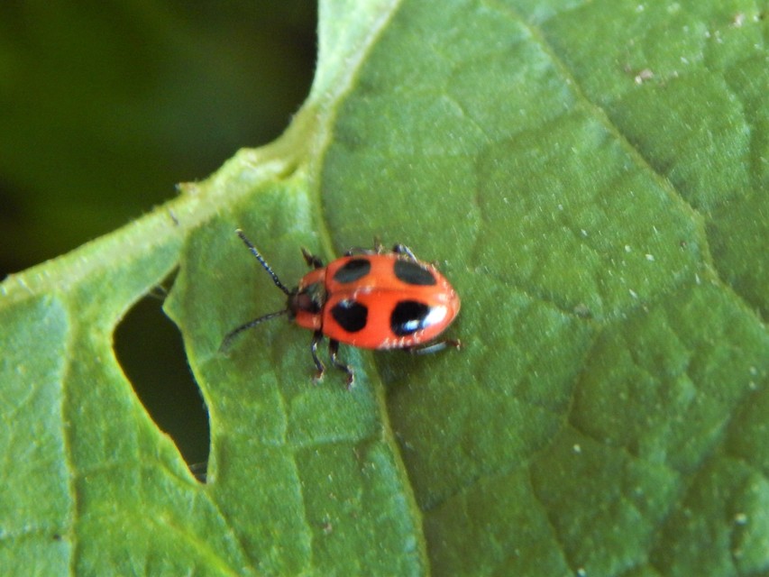 Endomychus coccineus - négypettyes álböde