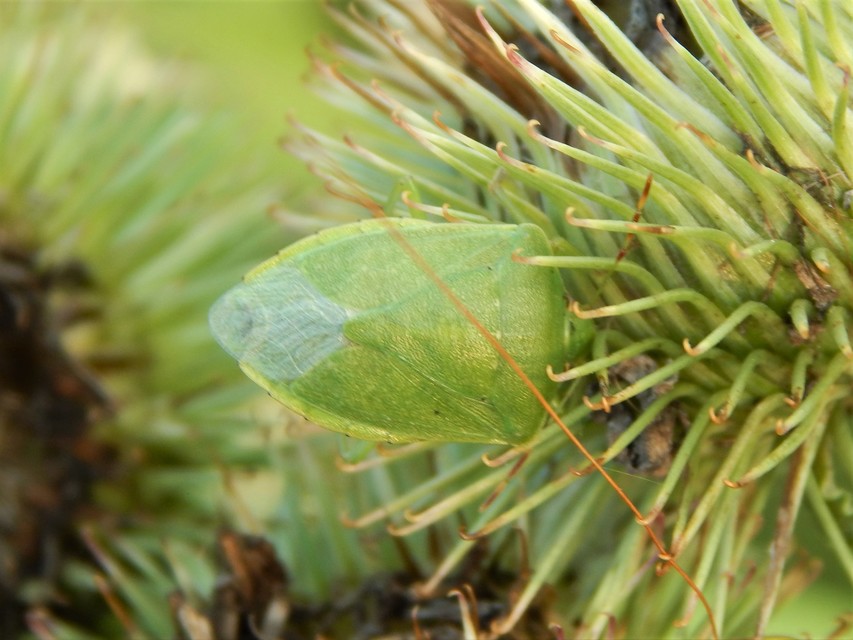 Nezara viridula - zöld vándorpoloska