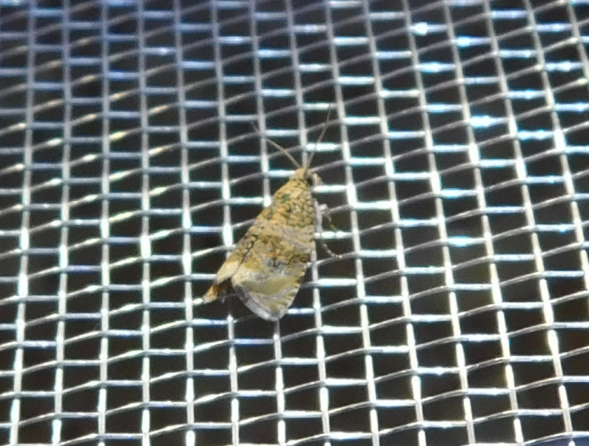 Celypha lacunana - vízparti tükrösmoly