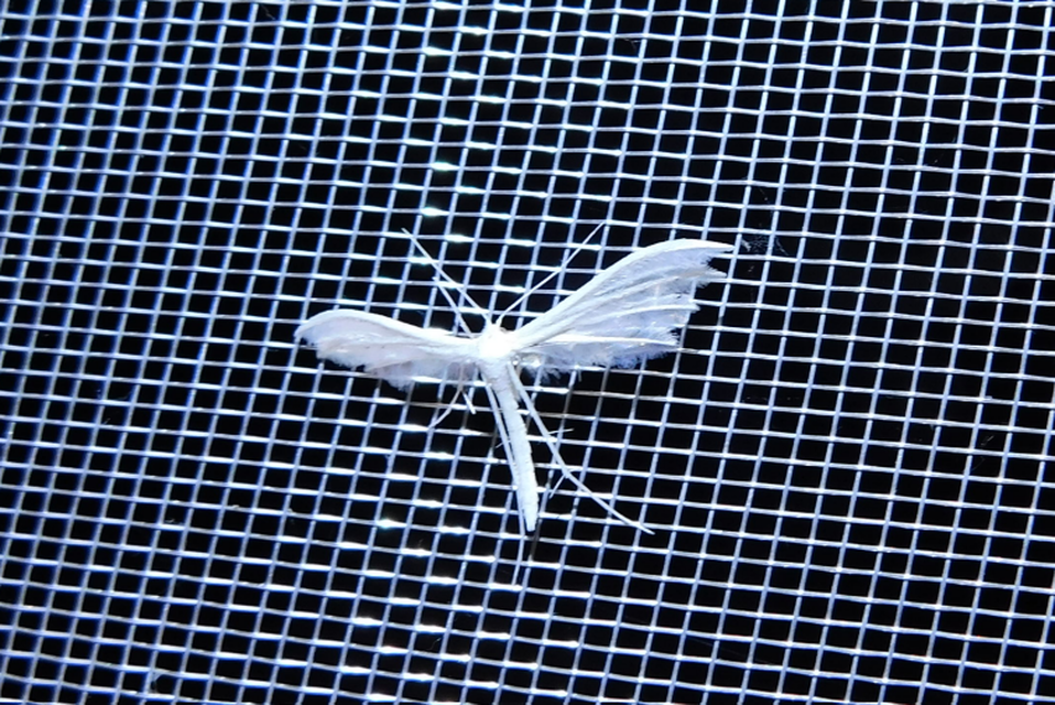 Pterophorus pentadactyla - fehér tollasmoly