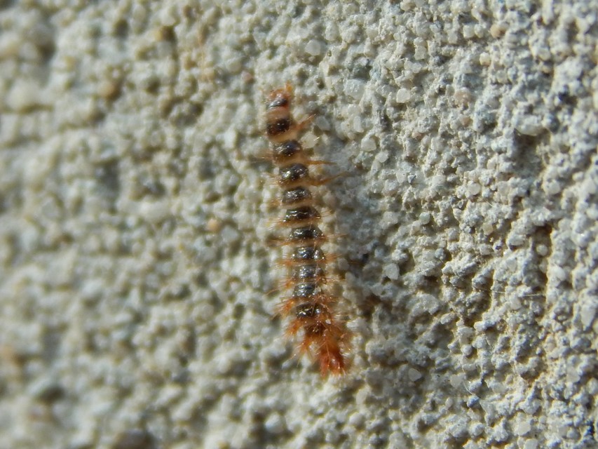 Drilus concolor - fekete csigabogár