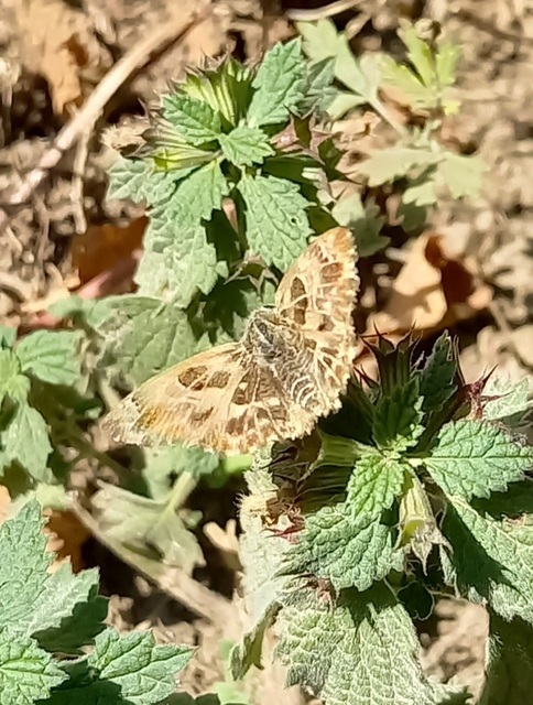 Carcharodus alceae - mályva-busalepke