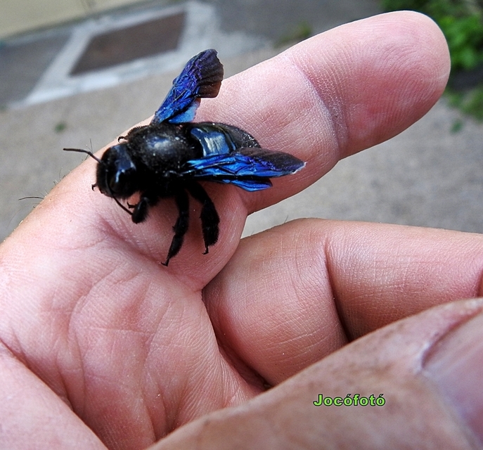 Xylocopa violacea - kék fadongó