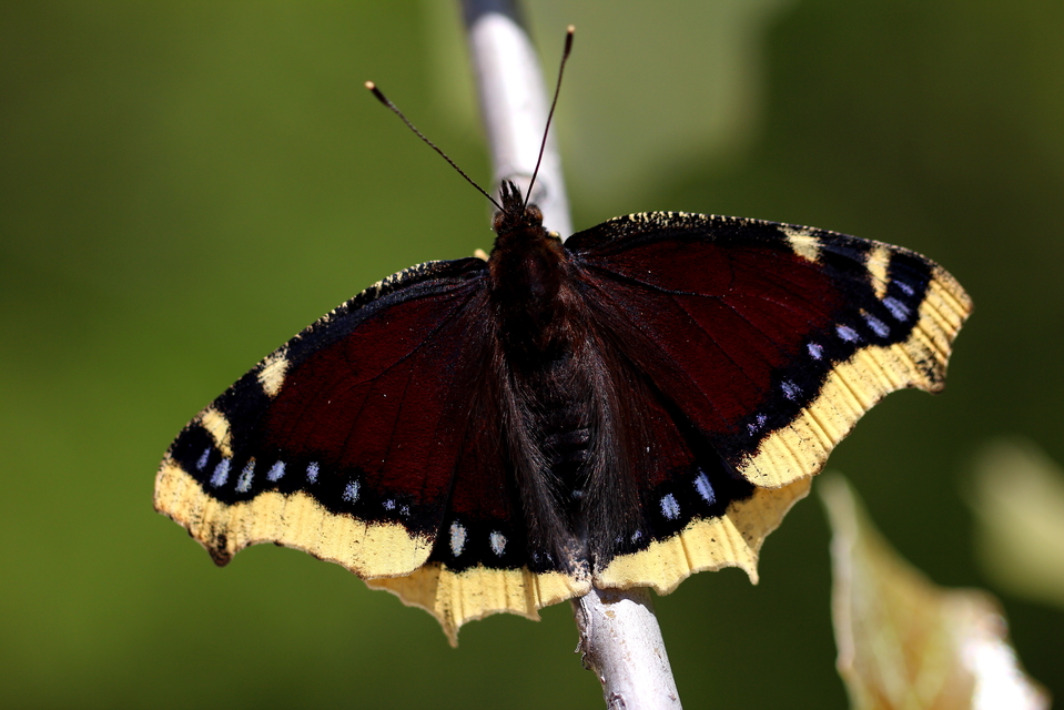 Nymphalis antiopa - gyászlepke