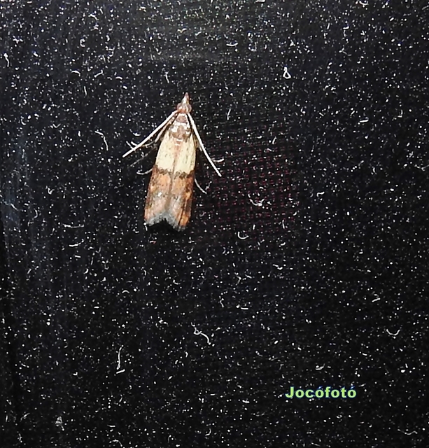 Plodia interpunctella - aszalványmoly