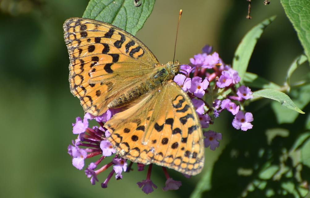 Argynnis adippe - ezüstös gyöngyházlepke