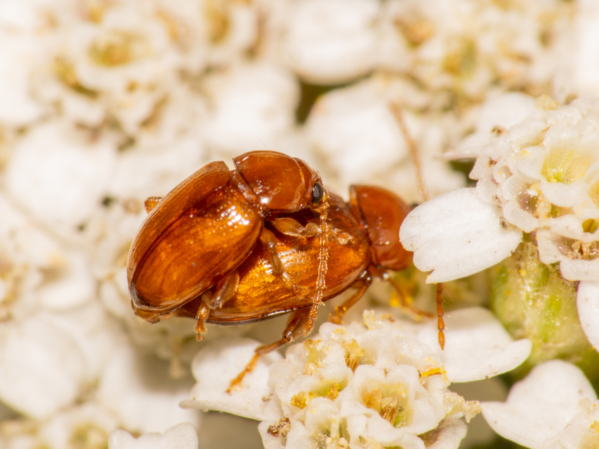 Neocrepidodera