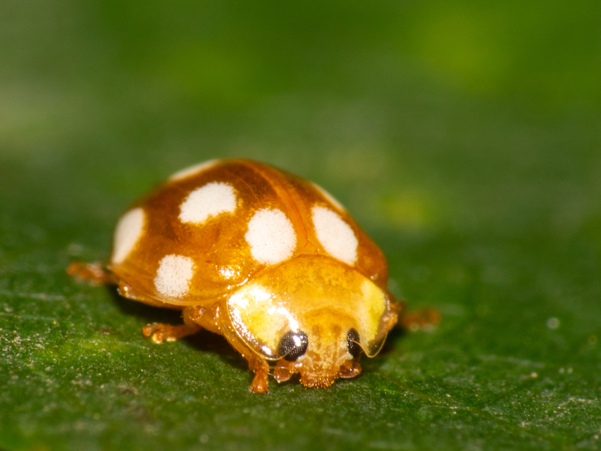 Vibidia duodecimguttata - tizenkétcseppes füsskata