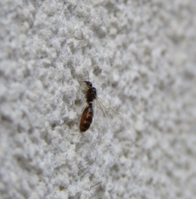 Solenopsis fugax - tolvajhangya
