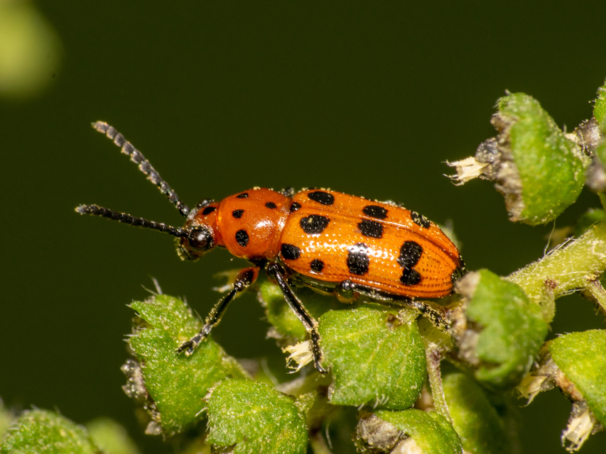 Crioceris quatuordecimpunctata - tizennégypontos spárgabogár