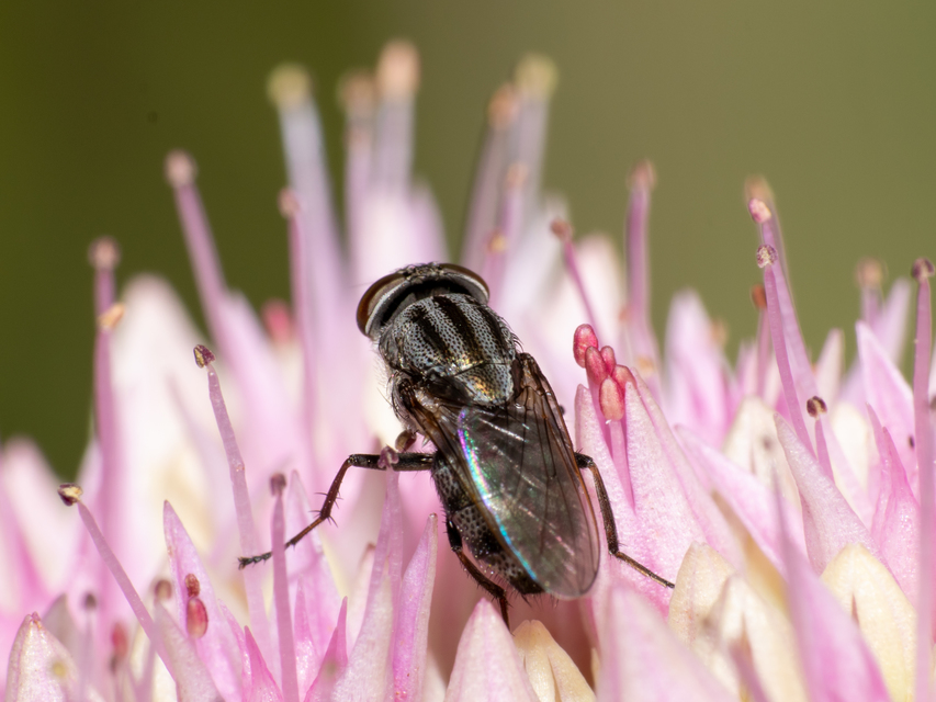 Stomorhina lunata - sáskaparazita légy