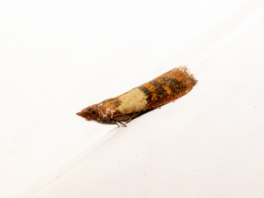 Plodia interpunctella - aszalványmoly