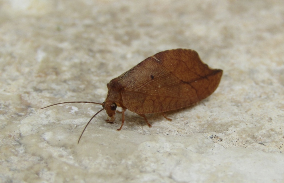 Drepanepteryx phalaenoides