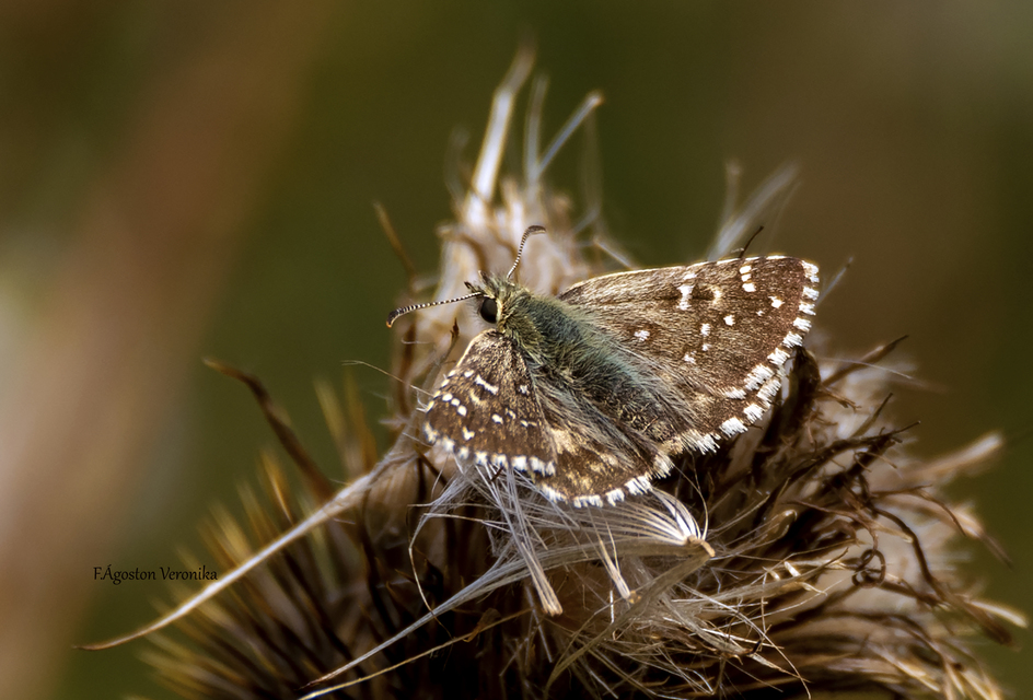 Pyrgus armoricanus - feles busalepke