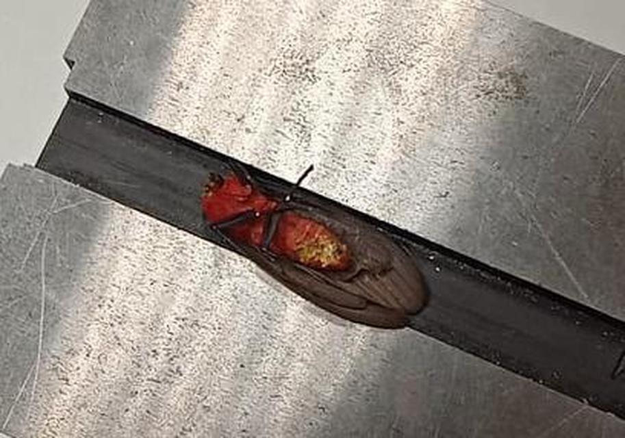 Cissura decora