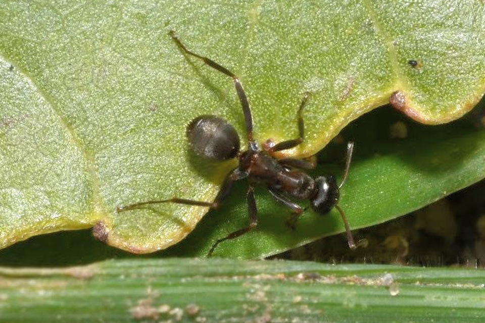 Formica cunicularia - gyakori rabszolgahangya