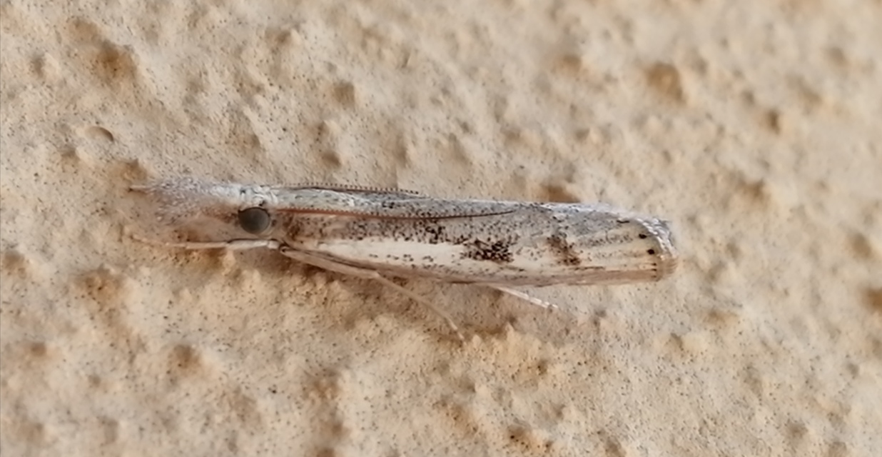 Agriphila tolli - síksági fűgyökérmoly