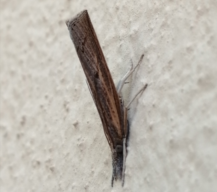 Pediasia contaminella - mocskos fűgyökérmoly