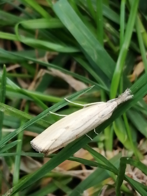 Agriphila inquinatella - közönséges fűgyökérmoly