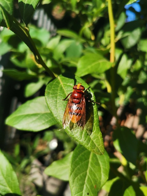 Volucella zonaria - kétöves pihelégy