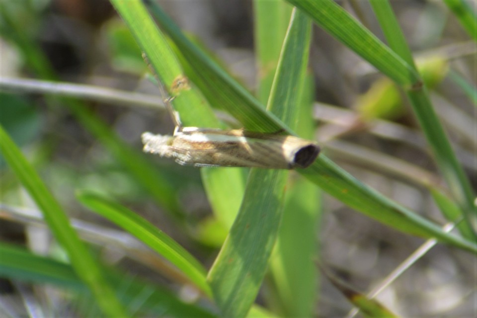 Agriphila