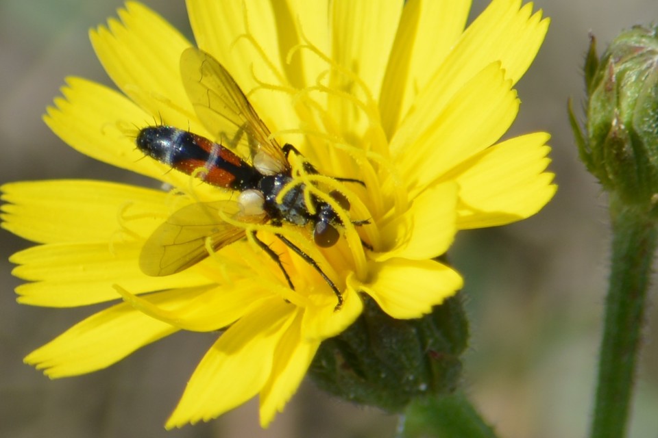 Cylindromyia