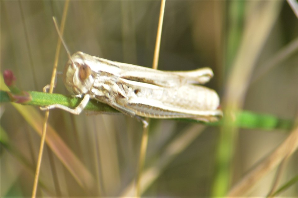 Euchorthippus declivus - rövidszárnyú rétisáska